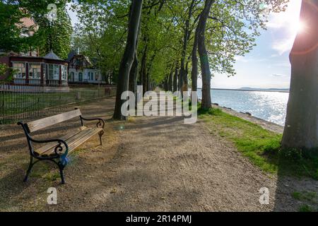 Plane Tree Allee in Balatonfoldvar neben dem Balaton-See in Ungarn mit einer Bank. Stockfoto