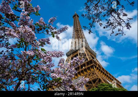 Der Eiffelturm in Paris zwischen Bäumen Stockfoto