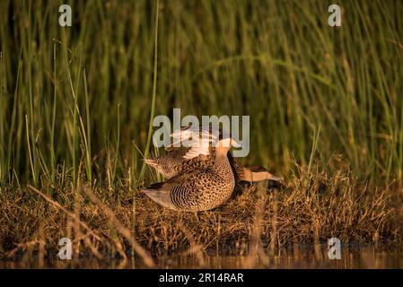 Silver Teal, Provinz La Pampa, Patagonien Argentinien. Stockfoto