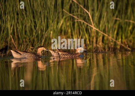 Silver Teal, Provinz La Pampa, Patagonien Argentinien. Stockfoto