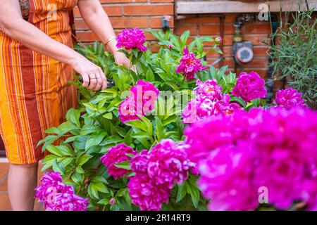 Eine Frau schneidet Pfingstrosen von intensiver Farbe aus ihrem Garten, um sie in eine Vase zu legen. Stockfoto