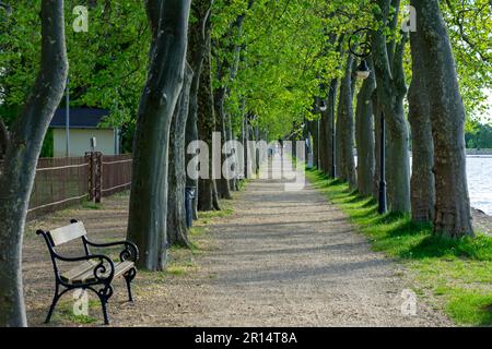 Plane Tree Allee in Balatonfoldvar neben dem Balaton-See in Ungarn mit einer Bank. Stockfoto
