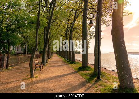 Plane Tree Allee in Balatonfoldvar neben dem Balaton-See in Ungarn mit einer Bank. Stockfoto