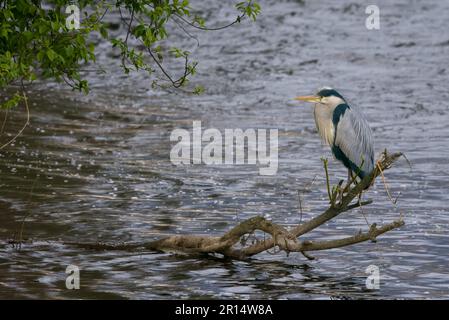 Graureiher (Ardea cinerea) am Fluss Tay, Perth, Perthshire, Schottland, Vereinigtes Königreich. Stockfoto