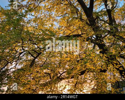 Junge goldene Blätter einer Buche (Fagus sylvatica) im Licht der untergehenden Sonne Stockfoto
