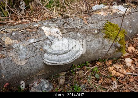 Großer weißer Pilz auf einem abgefallenen, verfallenen Baumstamm Stockfoto