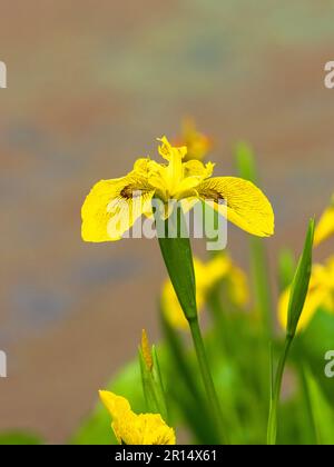 Braun markiert gelbe Blüten der Flagge Iris, Iris Pseudacorus 'Roy Davidson' Stockfoto