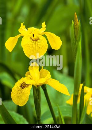 Braun markiert gelbe Blüten der Flagge Iris, Iris Pseudacorus 'Roy Davidson' Stockfoto