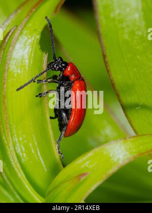 Ausgewachsener Lilienkäfer, Lilioceris lilii, eine Schädlingsart von Lilien und Fritillaren, auf Lilienblättern in einem britischen Garten Stockfoto