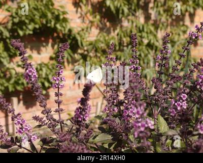 Ein kleiner weißer Schmetterling (Pieris rapae) besucht die violetten Basilikumblüten (ocimum) im ummauerten Garten in Brobury House Gardens, Herefordshire, Großbritannien Stockfoto