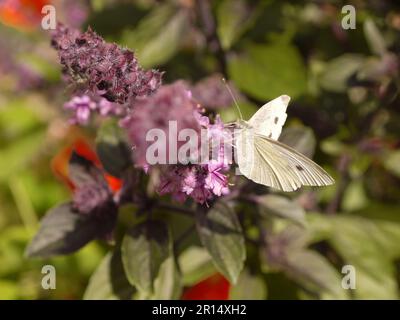 Ein kleiner weißer Schmetterling (Pieris rapae) besucht die violetten Basilikumblüten (ocimum) im ummauerten Garten in Brobury House Gardens, Herefordshire, Großbritannien Stockfoto