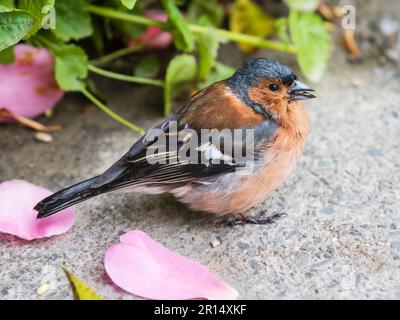 Erwachsene männliche Schaffinch, Fringilla Coelebs, ein häufiger Gartenbesucher in Großbritannien Stockfoto