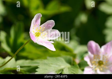 Nahaufnahme einer pinkfarbenen Anemonblume aus Holz Stockfoto