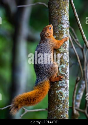 Ein Rotbuschhörnchen (Paraxerus palliatus), das auf einen Baum klettert. Kenia, Afrika. Stockfoto