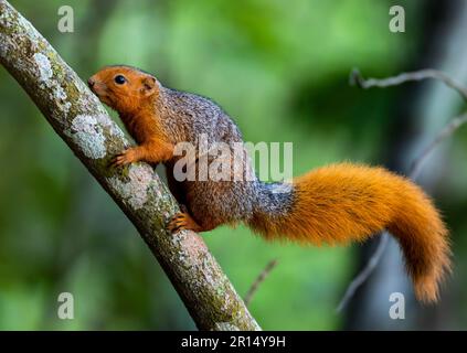 Ein Rotbuschhörnchen (Paraxerus palliatus), das auf einen Baum klettert. Kenia, Afrika. Stockfoto