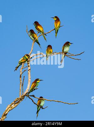 Farbenfrohe europäische Bienenfresser (Merops apiaster) auf einem Baum. Kenia, Afrika. Stockfoto