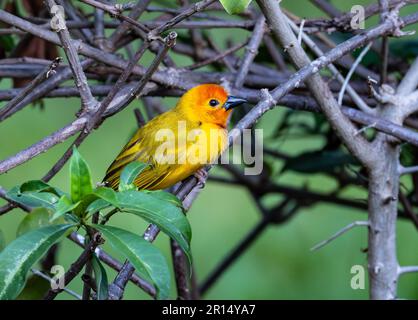 Ein Golden Palm Weaver (Ploceus bojeri) auf einem Ast. Kenia, Afrika. Stockfoto