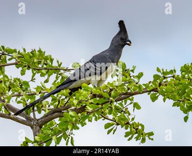 Ein Weißbauch-Gehen-Vogel (Corythaixoides leucogaster), der sich auf einem Baum ernährt. Kenia, Afrika. Stockfoto