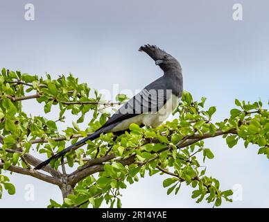 Ein Weißbauch-Gehen-Vogel (Corythaixoides leucogaster) hoch oben auf einem Ast. Kenia, Afrika. Stockfoto