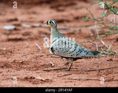 Ein männlicher Schwarzgesichter-Sandhuhn (Pterocles decoratus) auf dem Boden. Kenia, Afrika. Stockfoto