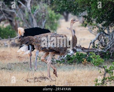 Ein Paar somalische Strauße (Struthio molybdophanes) im Gebüsch. Kenia, Afrika. Stockfoto