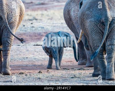 Ein süßer afrikanischer Baby-Elefant (Loxodonta africana), der unter Erwachsenen spielt. Kenia, Afrika. Stockfoto