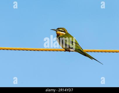 Ein Madagaskar-Bienenfresser (Merops superciliosus), hoch oben auf einer Stromleitung. Kenia, Afrika. Stockfoto