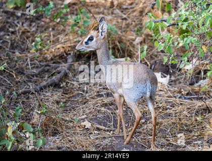 Ein Kirk's dik-dik (Madoqua kirkii) ist eine kleine Antilope. Kenia, Afrika. Stockfoto