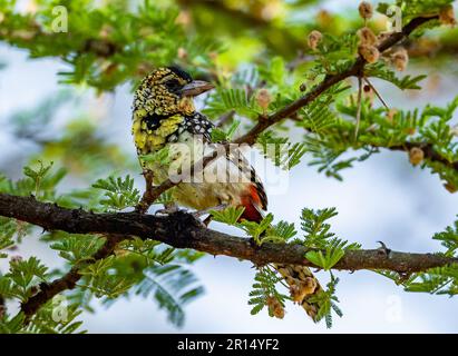 Ein farbenfroher D'Arnaud's Barbet (Trachyphonus darnaudii), hoch oben auf einem Ast. Kenia, Afrika. Stockfoto