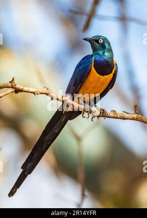 Ein farbenfrohes goldenbrüstiges Starling (Lamprotornis regius) auf einem Ast. Kenia, Afrika. Stockfoto