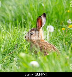 Kidderminster, Großbritannien. 11. Mai 2023. Wetter im Vereinigten Königreich: Die einheimische Tierwelt hält Ausschau nach wechselnden Wetterbedingungen mit einer Mischung aus Duschen und Sonnenschein. Ein junger Leveret-Hase frischt etwas Nachmittagssonne auf. Kredit: Lee Hudson/Alamy Live News Stockfoto