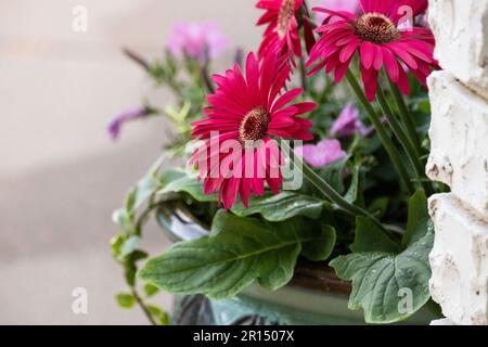 Ein Topf gefüllt mit roten Gerbera-Gänseblümchen, Gerbera jamesonii und pinkfarbenen Petunien, „Bubblegum pink“ vor einem Backsteinzaun im Innenhof. USA. Stockfoto