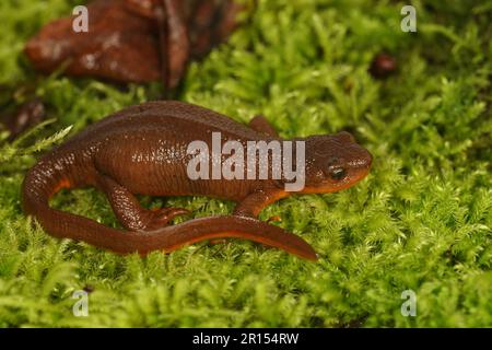 Nahaufnahme eines weiblichen Rohhautmolchs, Taricha granulosa, einer hochgiftigen Amphibien Stockfoto