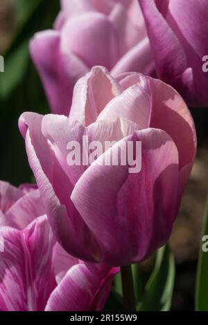 Wunderschöne Tulpen, Triumph Tulip, Tulipa „Holland Beauty“ Becherblumen Stockfoto