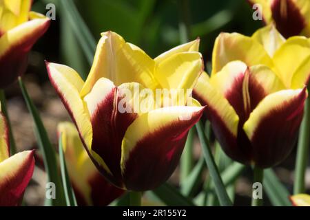 Triumph Tulip, Gelb, Tulipa „Gavota“, Flowers Tulips Stockfoto