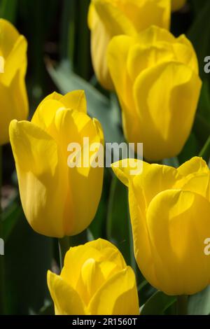 Gelbe Tulipa „Strong Gold“, Tulpen „Strong Gold“, Tulip Stockfoto