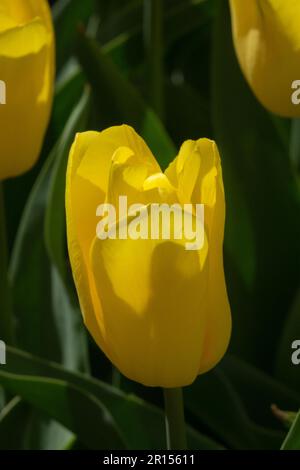 Tulipa „Strong Gold“, Tulpe, Gelb, Triumph Tulpe Stockfoto