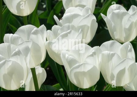 Triumph Tulip 'Royal Virgin', Weiße Tulpen, Liliaceae Stockfoto