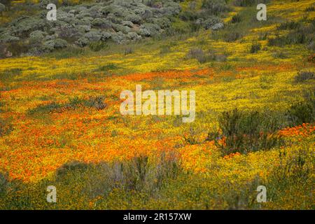 Wildblumen im Diamond Valley Lake, Südkalifornien, im Jahr 2023 Stockfoto