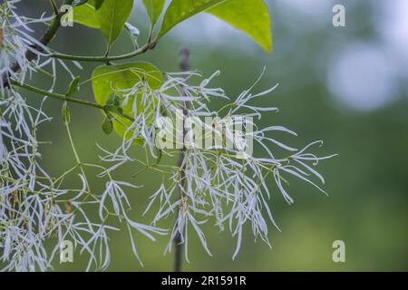 Blüten von Chionanthus virginicus (weißer Fringetree) in der Nähe der Great Falls (Potomac River) im Chesapeake und Ohio Canal National Historical Park, l Stockfoto