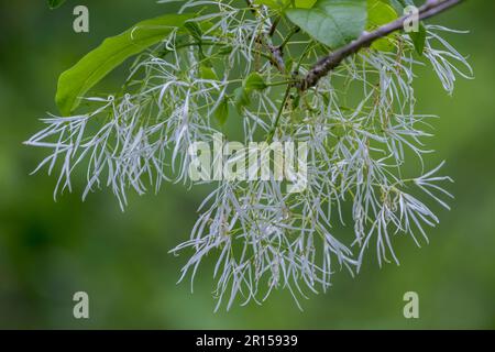 Blüten von Chionanthus virginicus (weißer Fringetree) in der Nähe der Great Falls (Potomac River) im Chesapeake und Ohio Canal National Historical Park, l Stockfoto
