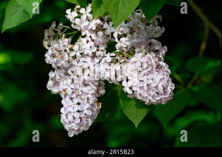 Syringa vulgaris blüht helle lila Blüten vor dunkel verschwommenem Hintergrund Stockfoto