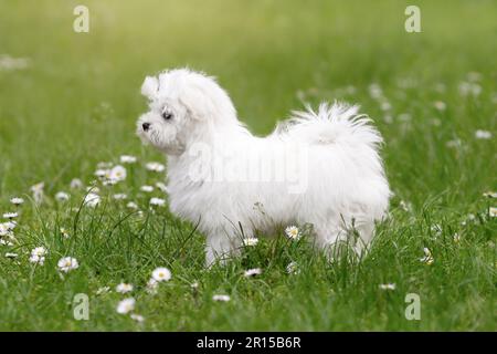 Ein kleiner weißer Welpe maltesischer Rasse, der auf Gras läuft Stockfoto