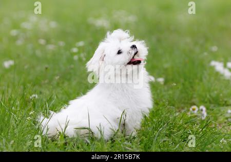 Fröhliches weißes Hündchen von maltesern, das auf grünem Gras sitzt Stockfoto