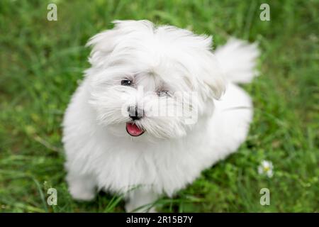 Porträt eines weißen Welpen eines maltesischen Hundes auf grünem Gras Stockfoto