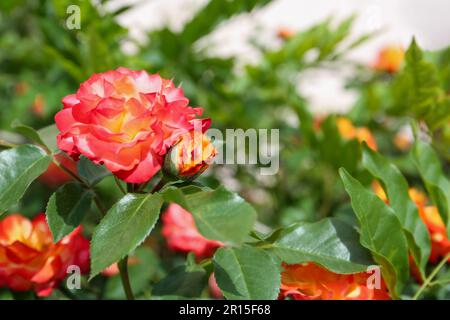 Schöne blühende Rosen wachsen im Garten, Nahaufnahme. Platz für Text Stockfoto