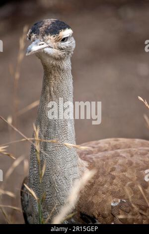 Die Australian Bustard ist einer der größten Vögel Australiens. Es handelt sich um einen hauptsächlich grau-braunen Vogel, gesprenkelt mit dunklen Markierungen, mit einem blassen Hals und schwarzem cr Stockfoto