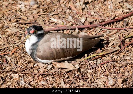 Der Lapwing mit Bändern hat eine schwarze Mütze und breite weiße Augenstreifen, mit einem gelben Augenring und Schirm und einem kleinen roten Klatsch über dem Schirm. Die Beine sind mit einem Stift versehen Stockfoto