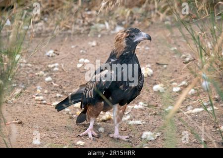 Der schwarze Bussard ist ziemlich groß mit breiten, abgerundeten Flügeln und einem kurzen Hals und Schwanz. Die Bussarde sind von dunkelbraun bis dunkelbraun unterschiedlich gefärbt Stockfoto