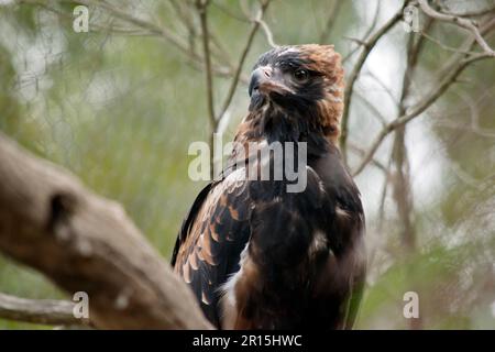 Der schwarze Bussard ist ziemlich groß mit breiten, abgerundeten Flügeln und einem kurzen Hals und Schwanz. Die Bussarde sind von dunkelbraun bis dunkelbraun unterschiedlich gefärbt Stockfoto